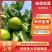 湖南蜜橘，回峰蜜橘，蜜桔，特早蜜橘，普早蜜橘，金秋砂糖橘