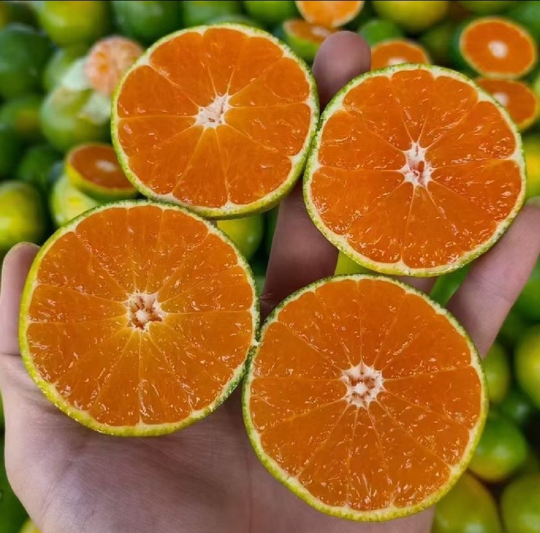 甜橙特写