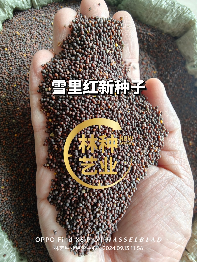 雪里红种子大叶细叶九头鸟雪里蕻阳台盆栽四季蔬菜秋季雪菜种
