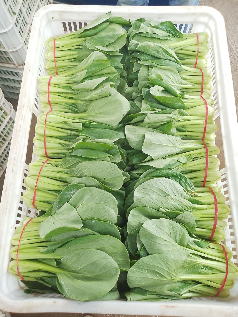 精品泡沫箱之“”油菜”
