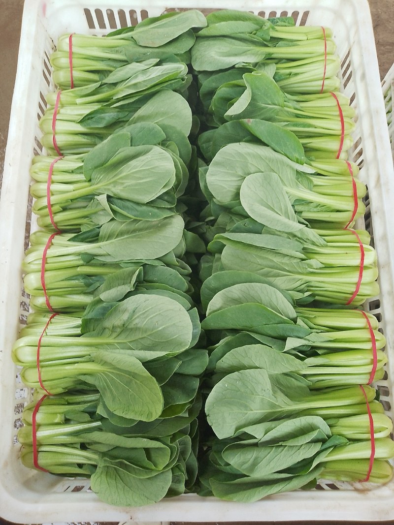 精品泡沫箱之“”油菜”