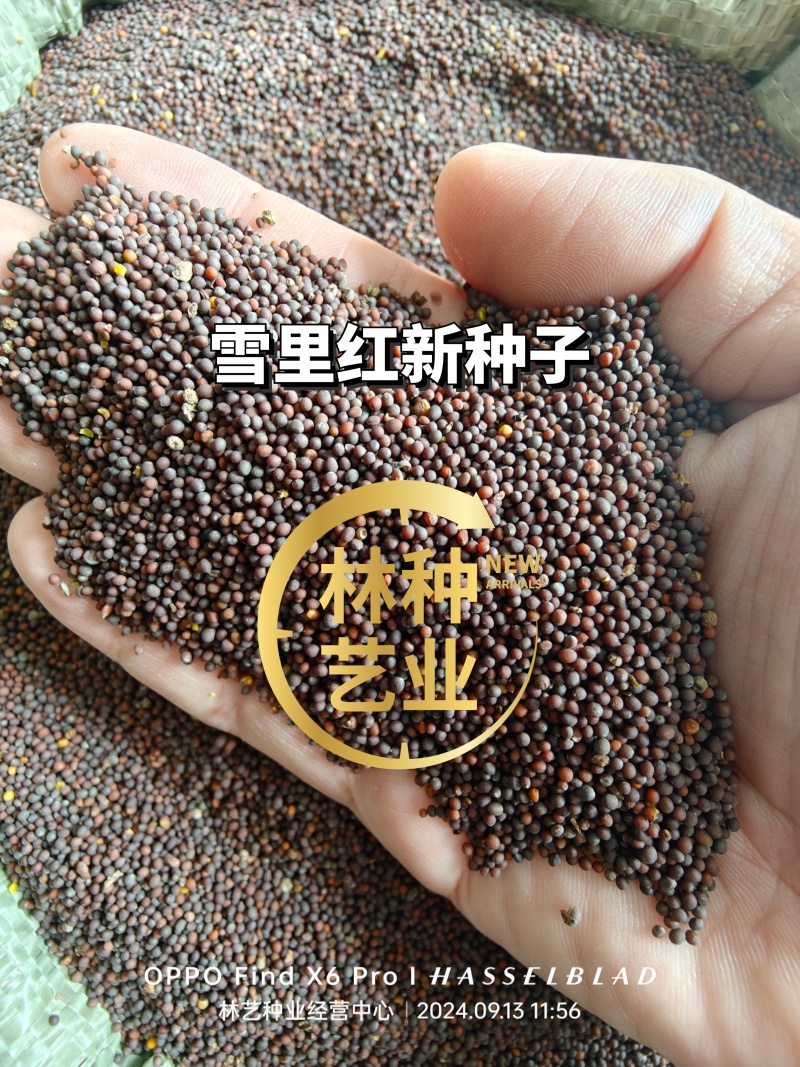 雪里红种子大叶细叶九头鸟雪里蕻阳台盆栽四季蔬菜秋季雪菜种