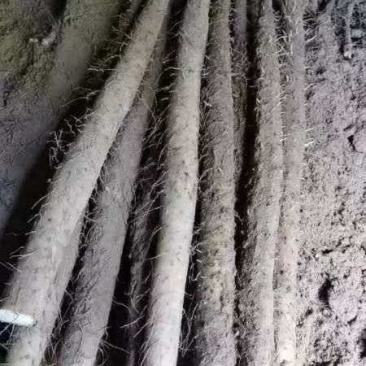 河北山药精品毛山药双棒，白玉货源充足量大从优全国发