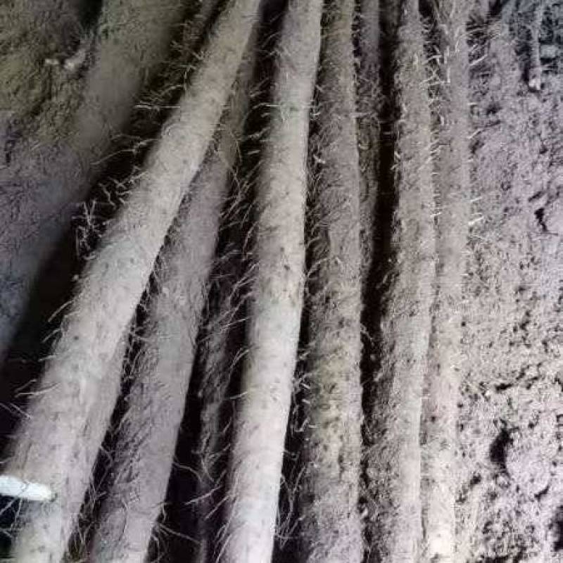 河北山药精品毛山药双棒，白玉货源充足量大从优全国发