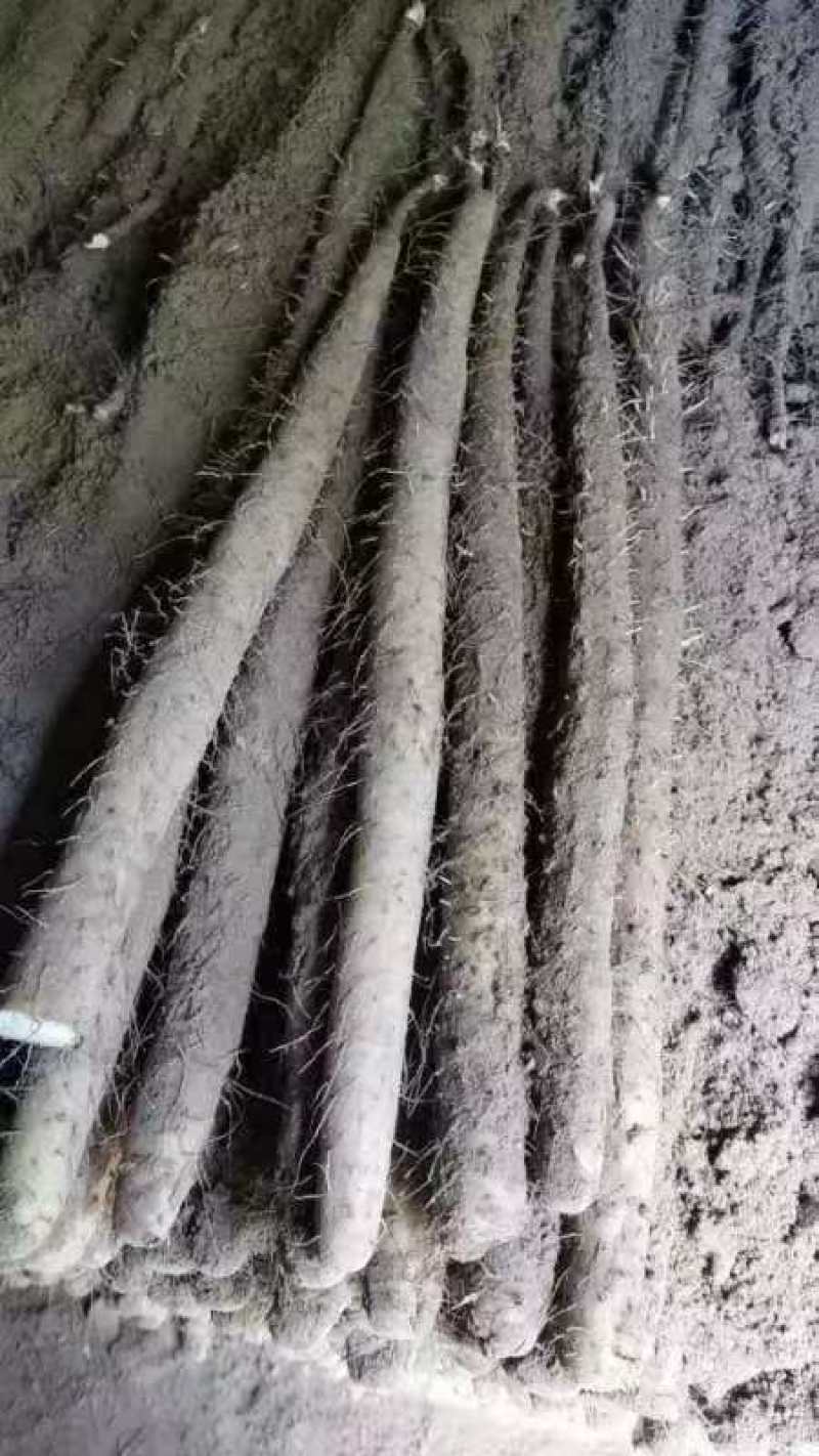 河北山药精品毛山药双棒，白玉货源充足量大从优全国发