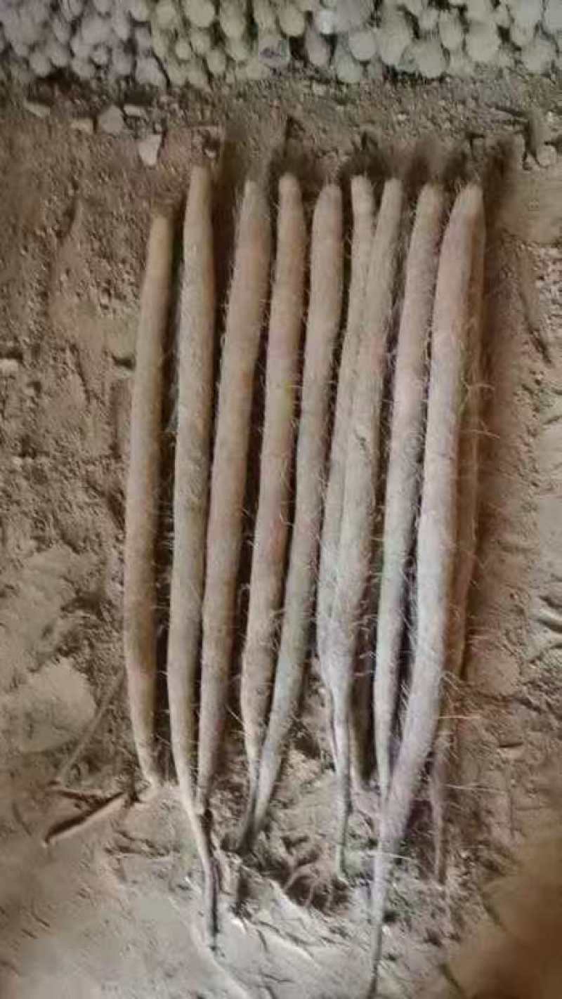 河北山药精品毛山药双棒，白玉货源充足量大从优全国发