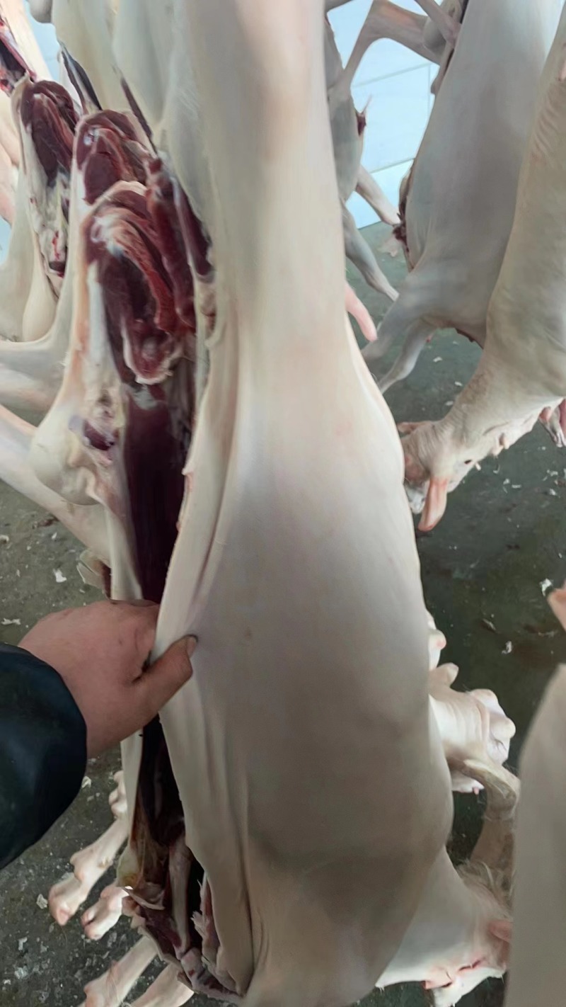 新鲜羊肉带皮羊肉纯干一手货源全国配送