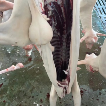 新鲜羊肉带皮羊肉纯干一手货源全国配送
