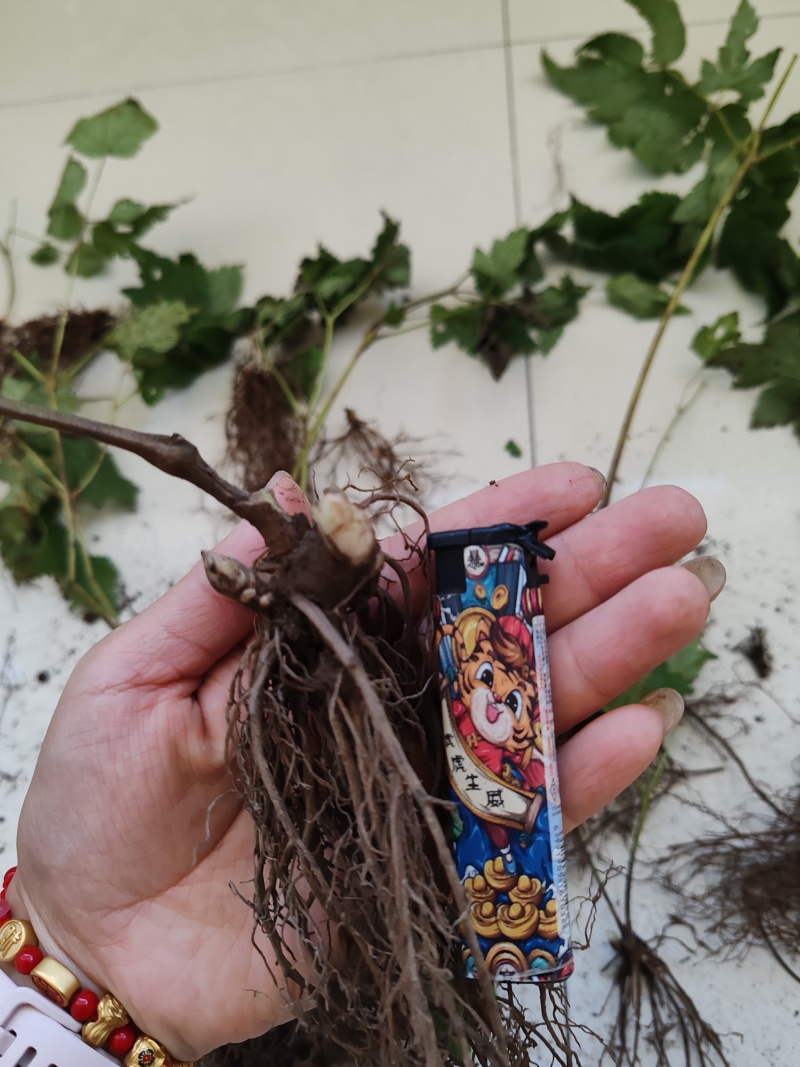 升麻种苗二年苗大三叶升麻，苦龙牙药食同源