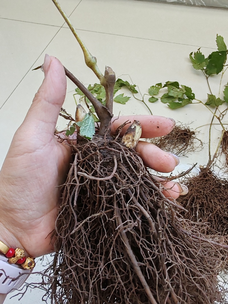 升麻种苗二年苗大三叶升麻，苦龙牙药食同源
