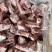 羊棒骨羔羊前棒骨电商爆品厂家直销量大质优价格优惠