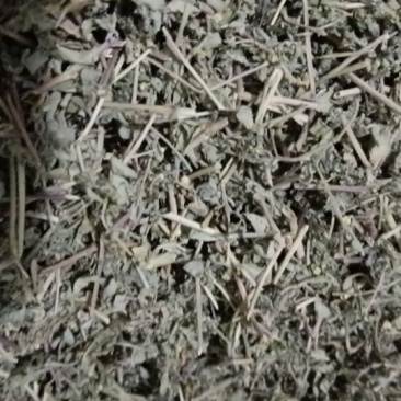 地锦草片