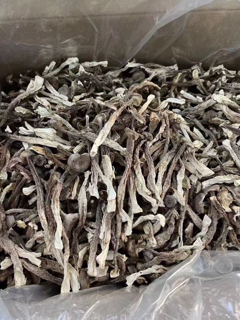 鹿茸菇跑江湖摆地摊赶集展销会厂家一手货源产地