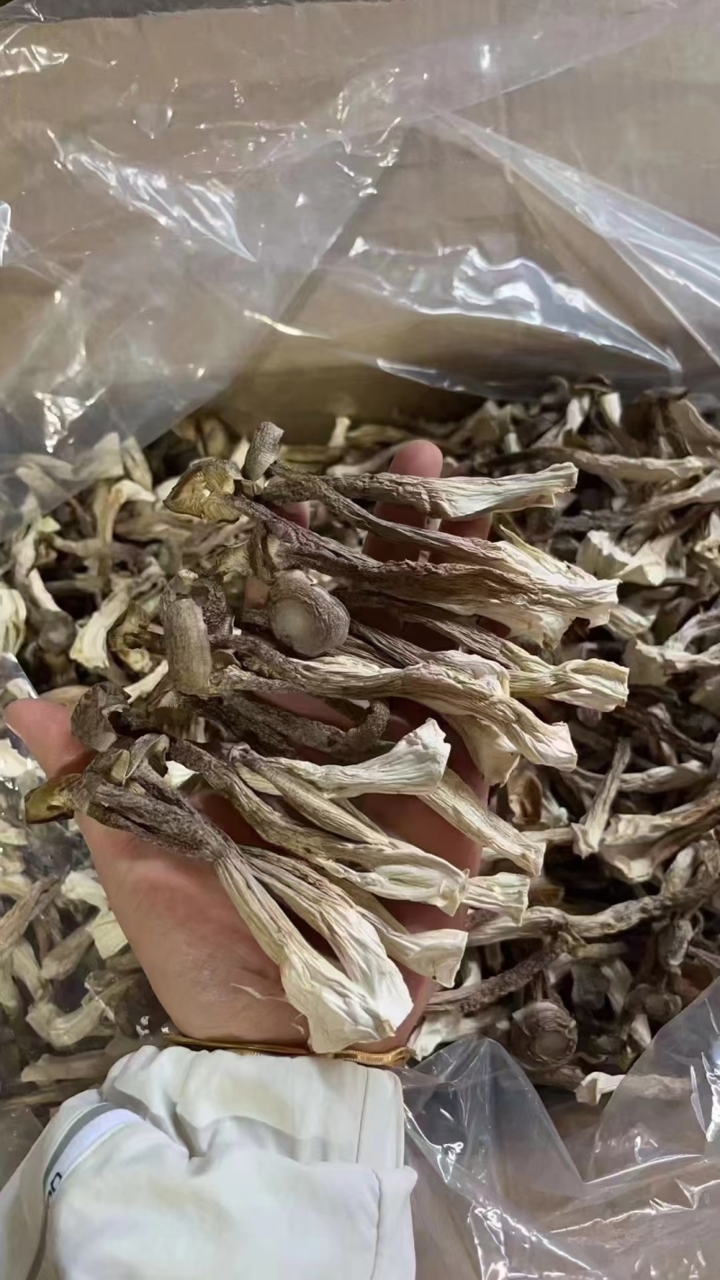 鹿茸菇跑江湖摆地摊赶集展销会厂家一手货源产地