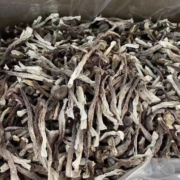 鹿茸菇跑江湖摆地摊赶集展销会厂家一手货源产地