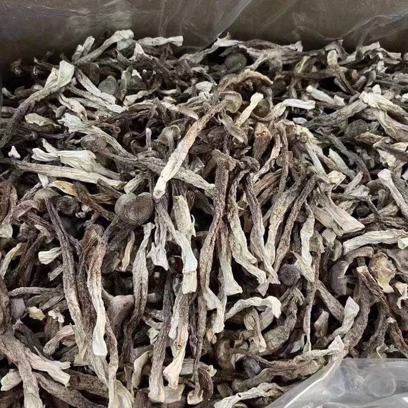 鹿茸菇跑江湖摆地摊赶集展销会厂家一手货源产地