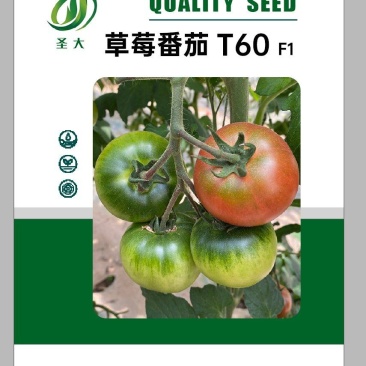 草莓西红柿苗蔬菜苗西红柿苗铁皮柿子绿腚柿子苗