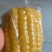 一件代发水果玉米段开袋即食免蒸煮**产品