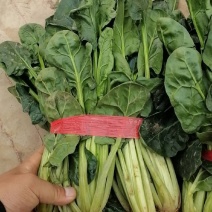 河南焦作大叶菠菜大量上市，代发全国保质保量欢迎合作