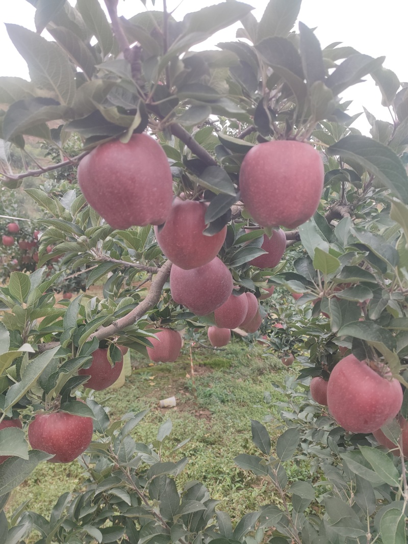 一件代发天花牛苹果产园直供地支持各种快递可供应各种超