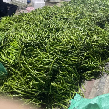 安徽阜南精品青线上市欢迎采购