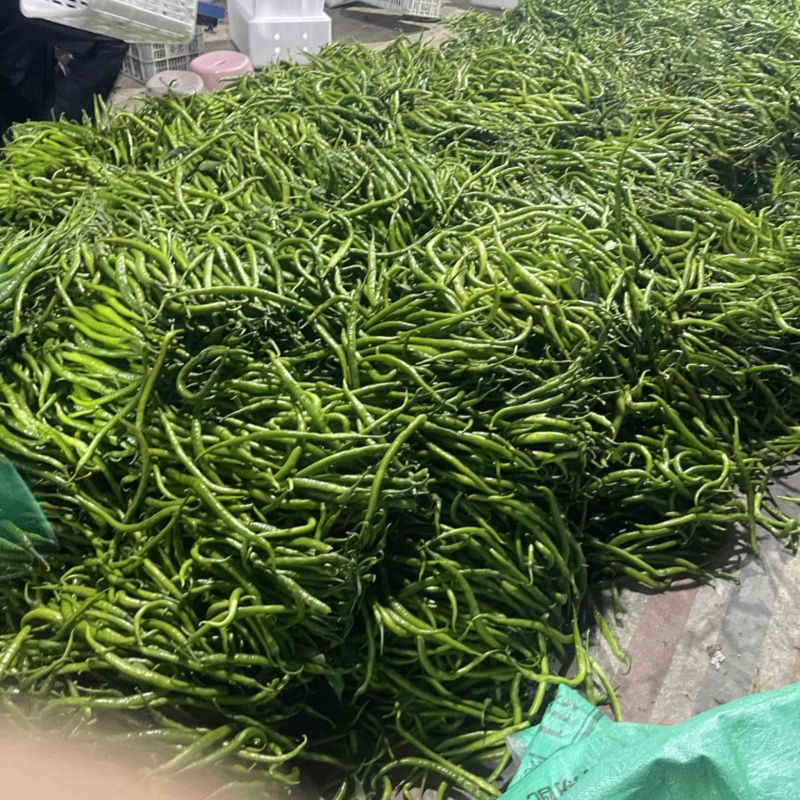 安徽阜南精品青线上市欢迎采购