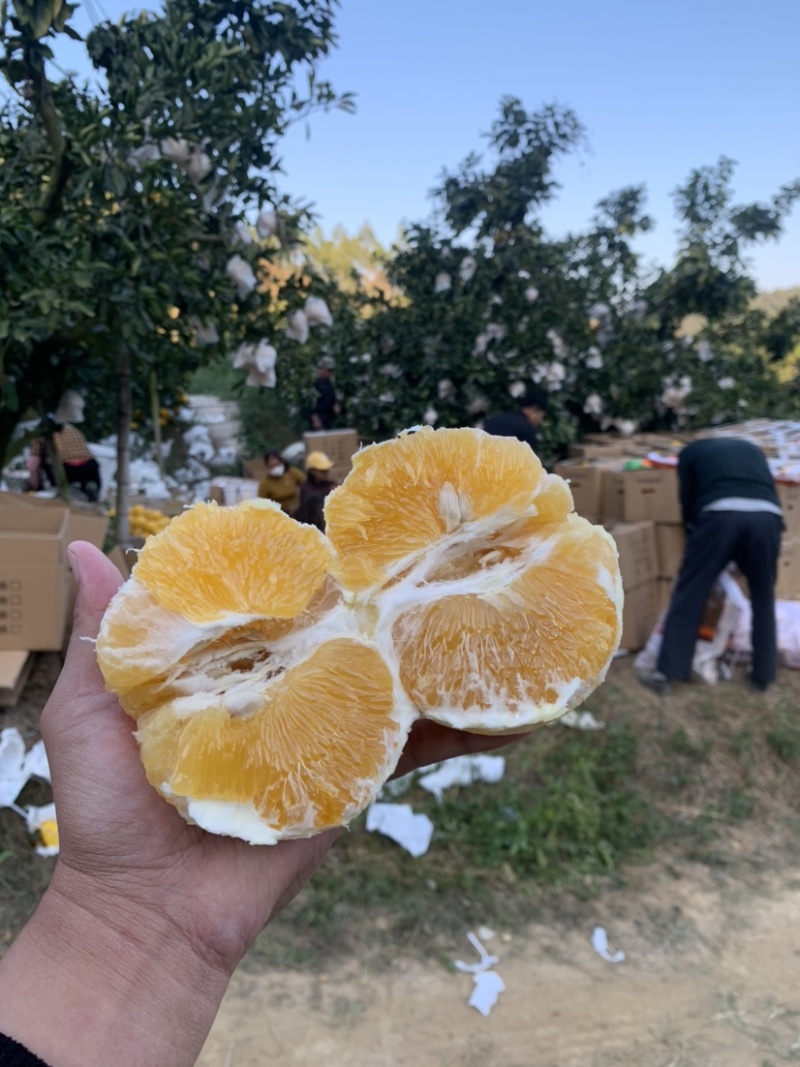 福建爆汁葡萄柚青皮黄皮加工代办供应全国批发市场社区团购