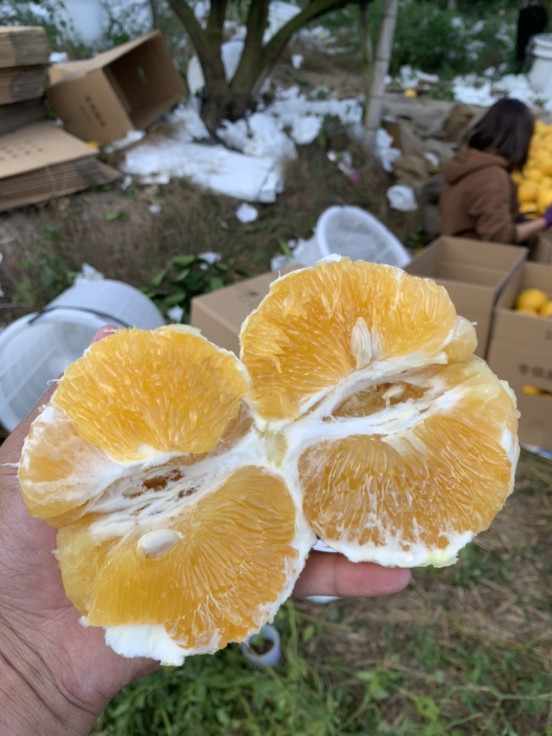 福建爆汁葡萄柚青皮黄皮加工代办供应全国批发市场社区团购