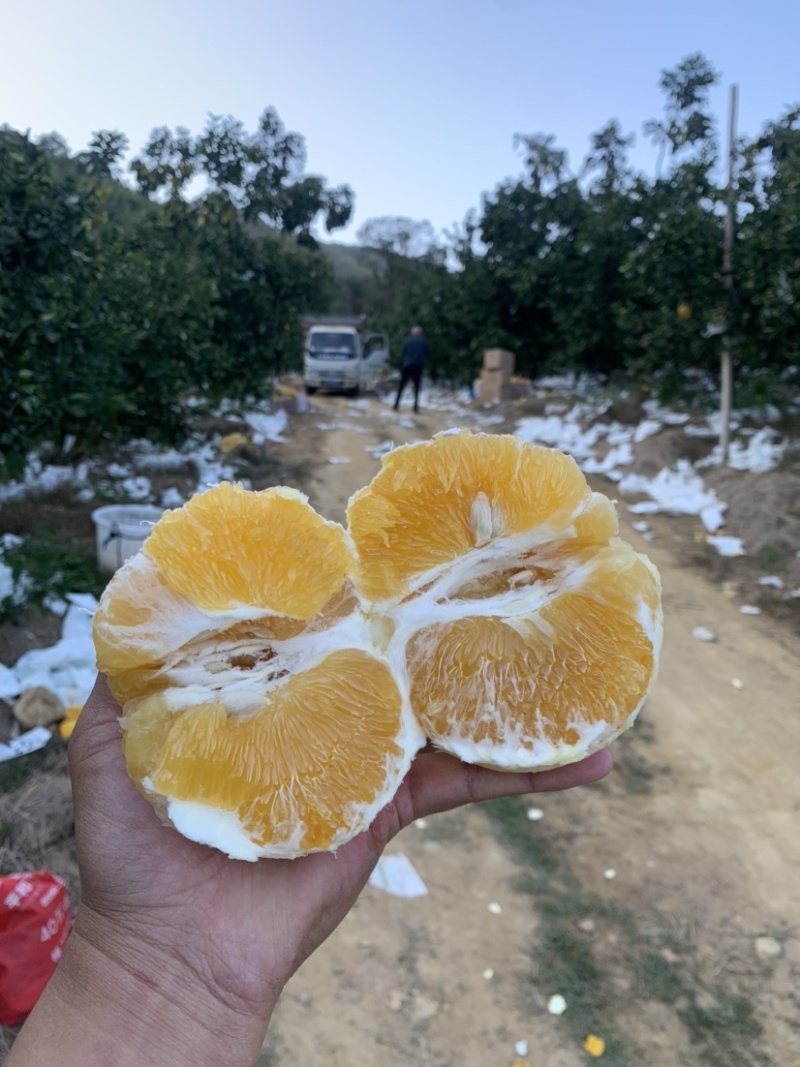 福建爆汁葡萄柚青皮黄皮加工代办供应全国批发市场社区团购