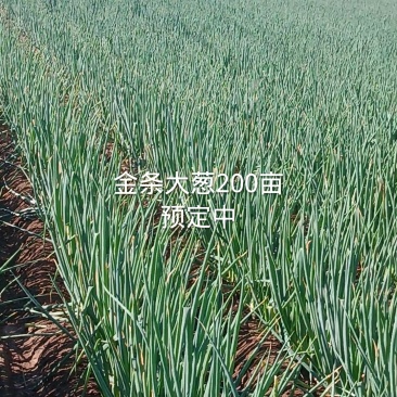 大葱