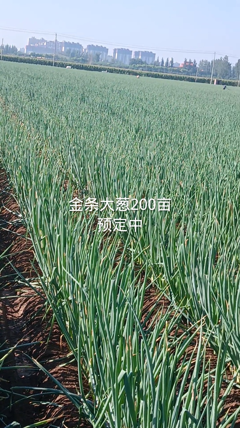 大葱