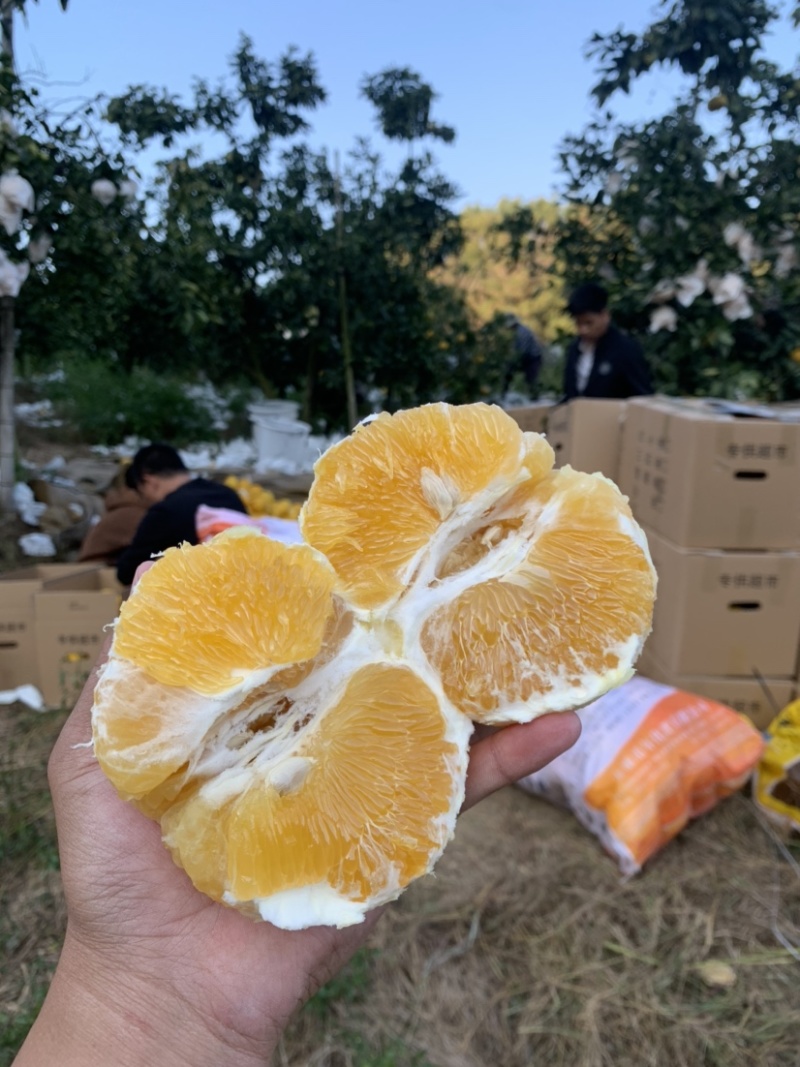 福建爆汁葡萄柚青皮黄皮加工代办供应全国批发市场社区团购