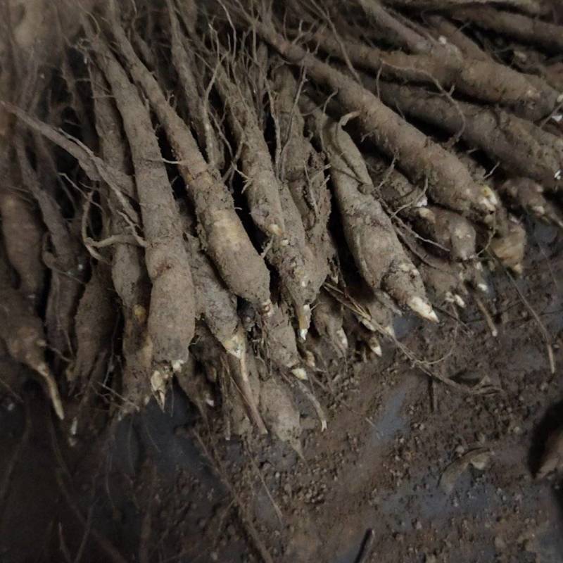 基地直销赤芍苗