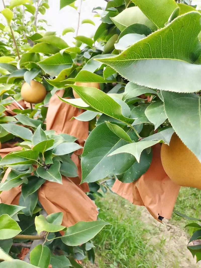 晚秋黄梨大量上市中专业种植基地河南夏邑60亩左右