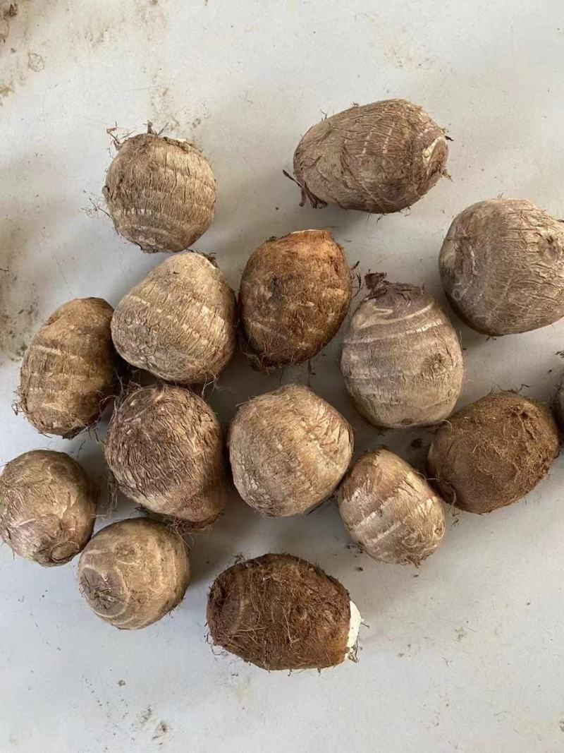 产地芋头大量出供应，大中小通货，随到随装