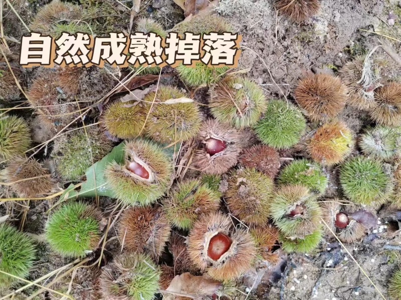 嵊州本地野生锥栗