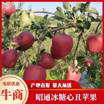 昭通红露苹果，大量上市，对接电商，市场，越南出口工厂果