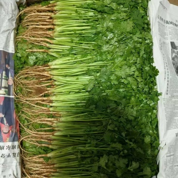 精品大叶香菜德州发货