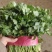 精品香菜大量上市产地直发质量保证欢迎老板来电