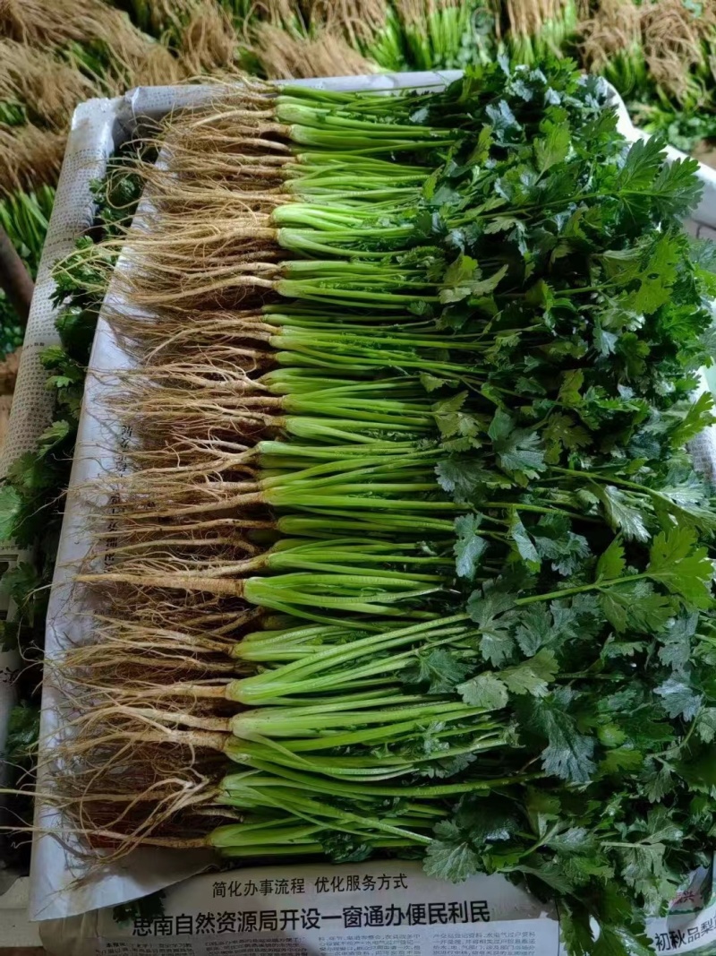 精品香菜大量上市产地直发质量保证欢迎老板来电