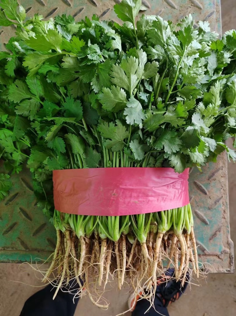 精品香菜大量上市产地直发质量保证欢迎老板来电
