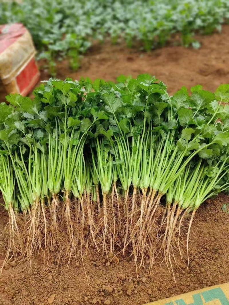 精品香菜大量上市产地直发质量保证欢迎老板来电