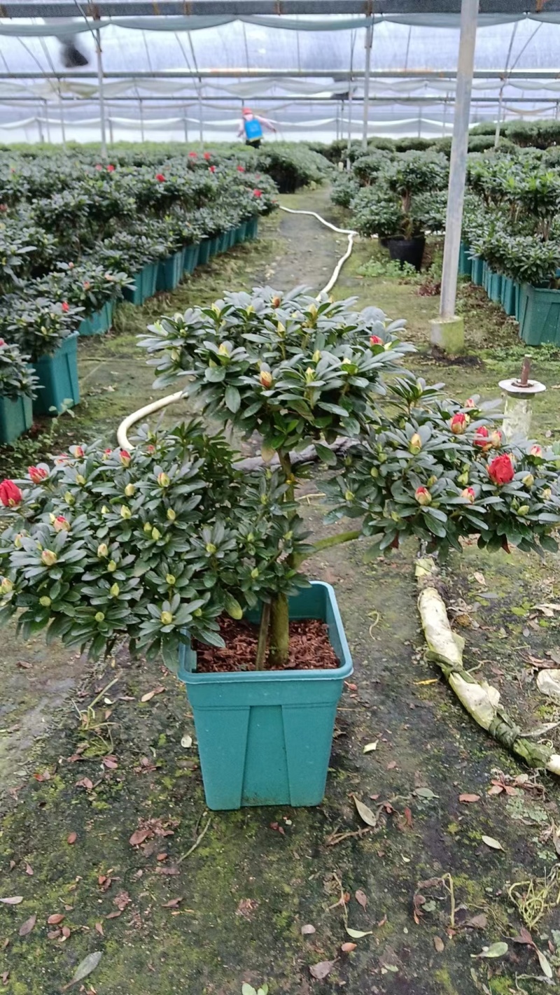 苗木出售