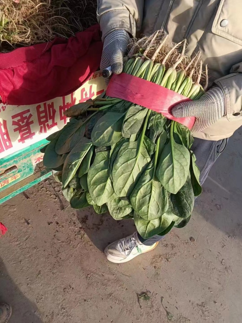 精品菠菜大量上市一手货源欢迎来电咨询下单