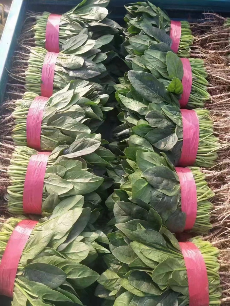 精品菠菜大量上市一手货源欢迎来电咨询下单