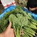 精品菠菜大量上市一手货源欢迎来电咨询下单