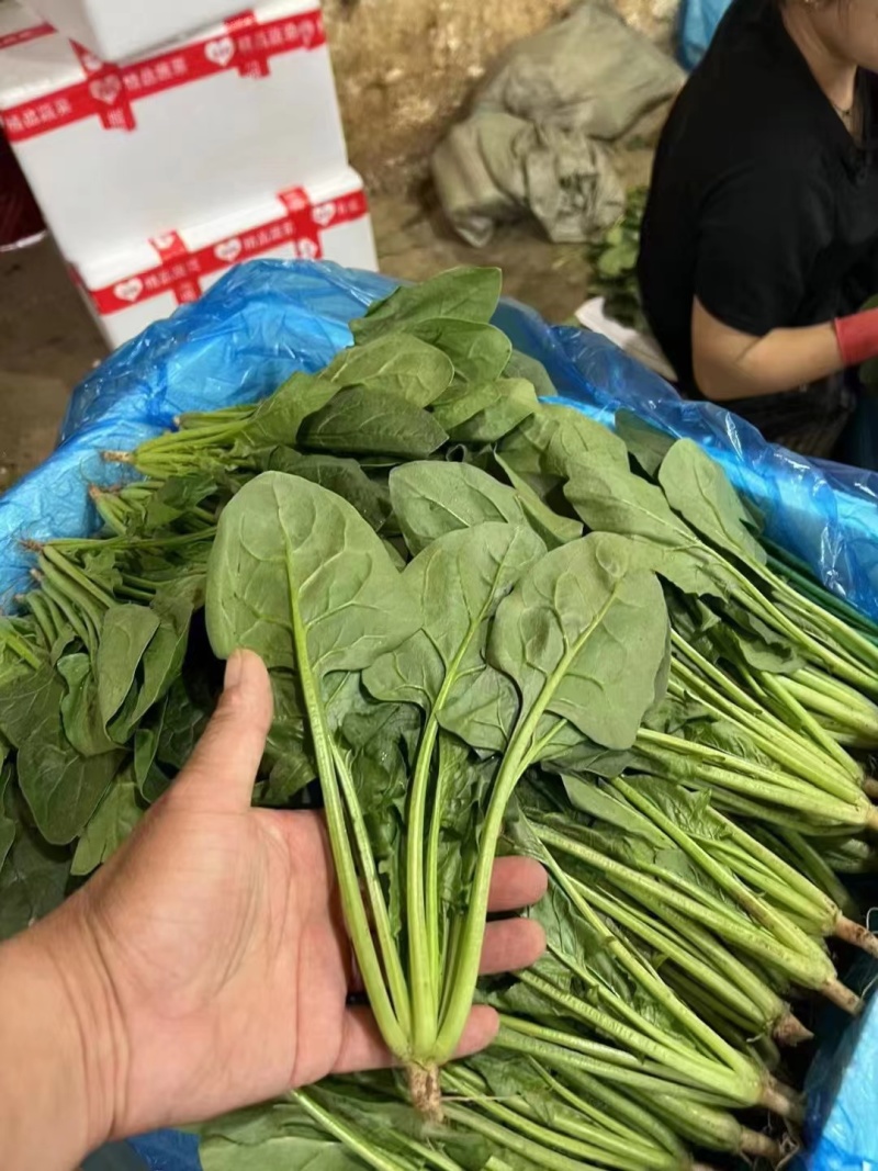 精品菠菜大量上市一手货源欢迎来电咨询下单