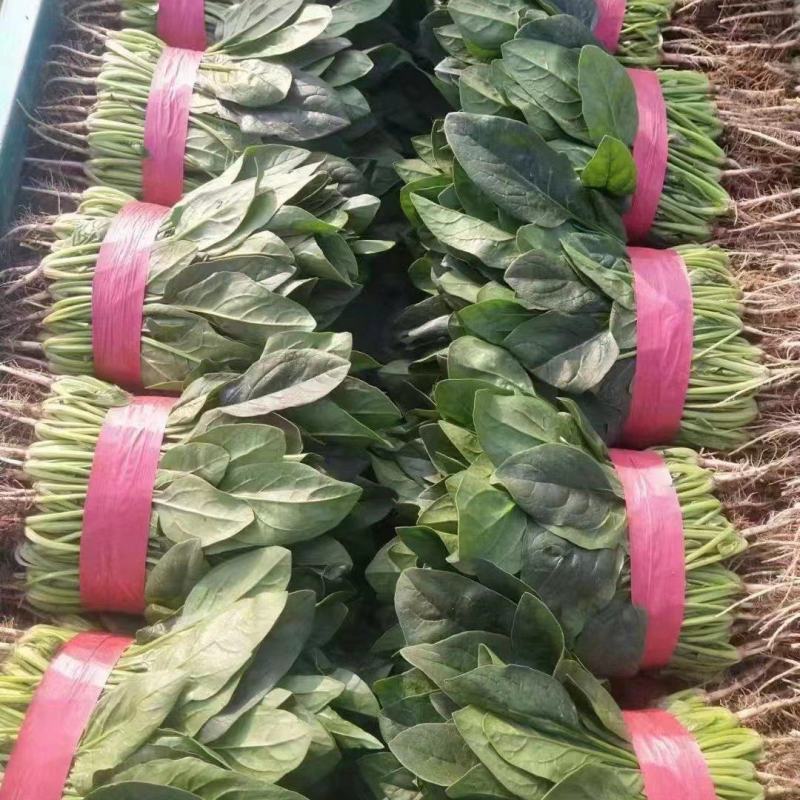 精品菠菜大量上市产地直发质量保证欢迎来电下单