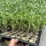 越冬口感番茄种苗大田露天拱棚种植抗病强根须发达抗病强高产