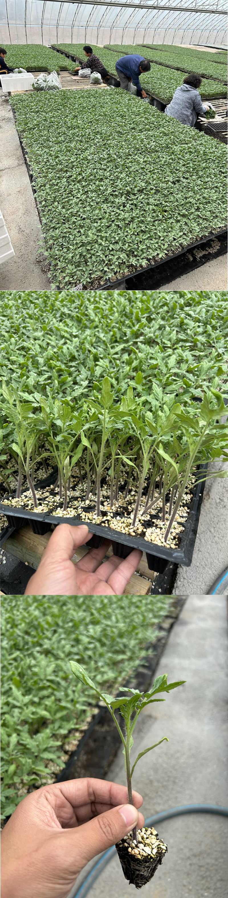 越冬口感番茄种苗大田露天拱棚种植抗病强根须发达抗病强高产